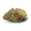 buy fritter mintz strain 1.jpg
