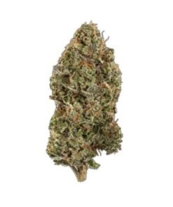 buy gushers strain online.jpg