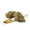 buy harlequin strain online.jpg
