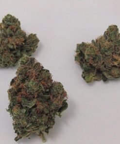 buy hash plant strain.jpg