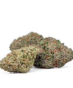 buy jack herer strain.jpg