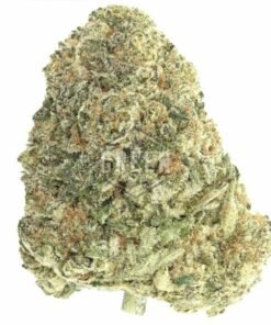 buy king louis strain.jpg