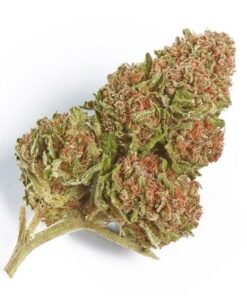buy northern lights strain.jpeg