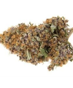 buy purple haze online.jpeg