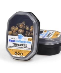 buy tampanensis online uk.jpg