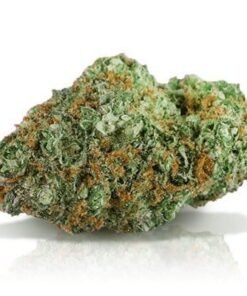 buy cinderella 99 strain online.jpg