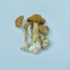 golden teacher magic mushrooms.jpg
