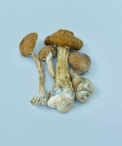 golden teacher magic mushrooms.jpg